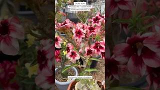 Rare Thailand Single Petal Adenium Imported Plant Online Shopping 🪴 #adenium #plants #flowers