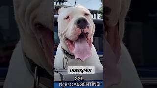 #dogo #dogoargentino #escobar