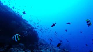 Underwater beauty of #Maldives, #TwentySixAtolls through my lens