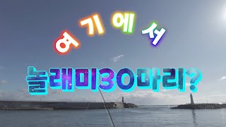 대포항 석축에서 놀래미30마리!