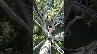 jumping 20 feet through a tree