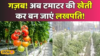 Tomato Farming: गजब का टमाटर! खेती से किसान कमा रहे लाखों रुपए | Tamatar ki Kheti | #local18