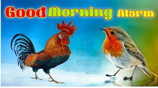 Good morning Alarm Birds voice sounds Ringtone koyal And other Birds