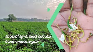 Flower dropping in Mirchi crop || TFS Sagubadi #suryabhaskar