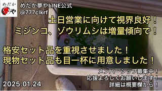 【名残惜しい暖かさ】格安セット品をたくさん用意しました【メダカ飼育】