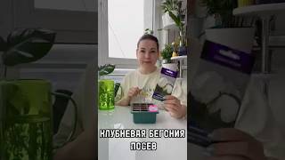 КЛУБНЕВАЯ БЕГОНИЯ СЕМЕНАМИ НА РАССАДУ #клубневаябегония #сад #цветынадаче