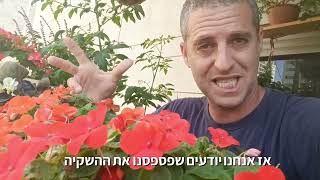 בשמת גוש צבעוני שפורח כל הקיץ בצל