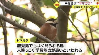 初詣客をおもてなし　幸せを運んでくれる「ヤマガラ」がいる神社　鹿児島・鹿屋市（2023.1.13）