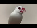 換羽が終わり、美しくなった白文鳥ミルキー☆java sparrow.