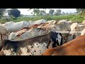 number of turpu bulls gone to road side turpu bulls ongole bulls oxen bull nallamala gitta