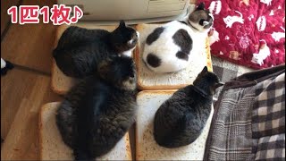 1匹1食パン★かわいい4にゃんず食パン♪【うちの子4にゃんず】