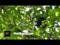 4K Wildlife Footage: Nature of Panama in UHD Ultra High Definition 2160p - November 2014