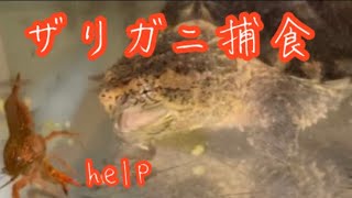 大量のザリガニをカミツキガメ　亀にあげる　snappingturtle eat crayfishs