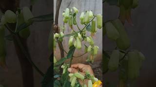 ||రణపాల పువ్వు|| #ranapala #flower #ayurvedic #plants  #in #my #house #vaaraahirishi #viral #shots