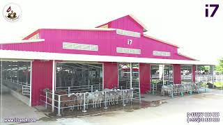 i7 Ranch Cambodia ការបាញ់សម្អាតមេគោBrahman100%ក្រមុំក្នុងកសិដ្ឋាន i7 Global livestock Service