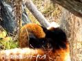 ココと赤ちゃんの対決☆円山動物園レッサーパンダ