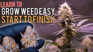 GROW WEED EASILY FROM SEED TO HARVEST IN "SUPER COCO MIX" JUST ADD WATER! CRAZY PLANT TRANSFORMATION