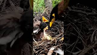 Amazing Transformation: Baby Myna Bird Learns to Feast on Frogs #shorts