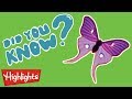 Insects (Butterflies) are so cool! | Did You Know? | Highlights Kids | Kids Videos