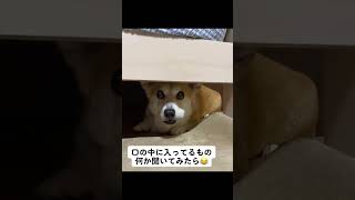 【犬】鹿の蹄でした😂#くきたん #コーギー #犬 #shorts