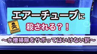 金魚がエアーチューブに殺される？注意したい飼い方とは。