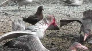 Giant Petrels feasting and fighting