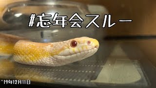 コーンスネーク・飼育1年10ヶ月2日・108回目の給餌［corn snake feeding］