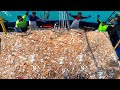 Net fishing Shrimp, Catch Hundreds Tons Shrimp on The Boat - Modern shrimp processing line