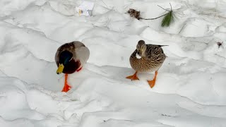 Deep Snow: Mallard Couple’s Adorable Winter Walk