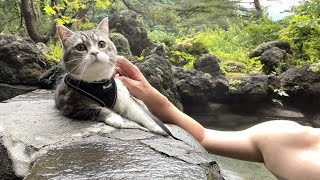 露天風呂で猫と初めて混浴したらまさかのこうなりました笑