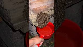 The process of moving a swarm of bees using water