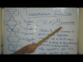 Transmission Electron Microscopy(TEM) Principle & Basics