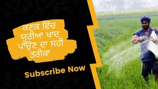 The correct dates for application of urea fertilizer ਯੂਰੀਆ ਖਾਦ ਪਾਉਣ ਦਾ ਸਹੀ ਤਰੀਕਾਂ