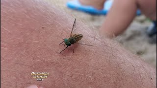 The Green Head Fly