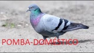 POMBO-DOMÉSTICO