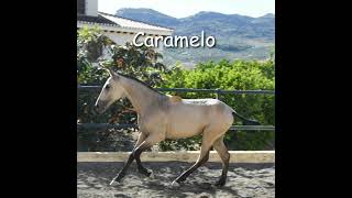 Caramelo *** verkauft * sold***  www.andalusier.com