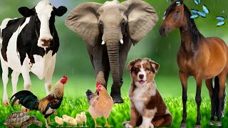 Farm Animal Moments - Horse, Cow, Elephant, Dog, Cat  - Animal sounds