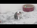 猫じゃらしのためなら少しの負傷もためらわない子猫【マンチカン】 14