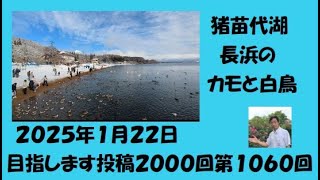 猪苗代湖長浜のカモと白鳥 2025/01/22