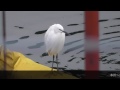 うごく野鳥図鑑　コサギ　little egret