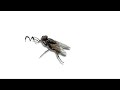 One day in the life of my pet fly