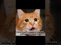 stay if your ugly part 3 trend viral cats cute fyp foryoupage fypシ゚