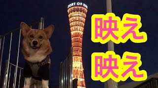 【コーギー】コナンのステキな神戸をご紹介2！ こぎちゅーばーコナン CONAN's HAPPY DAYs