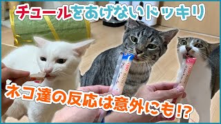 【ドッキリ】チュールが食べたいのに中身が出てこなかったら猫たちはどんな反応するの？