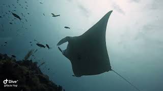 Scuba Diving in Kerama Islands and Aguni island in Okinawa Cebuano