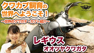 レギウスオオツヤクワガタ　世界のクワガタ・カブト紹介