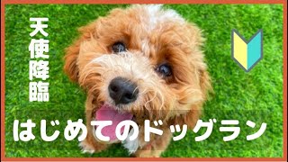 【ドッグランデビュー】「FREE AND EASY CAMP RESORT」で初めてのドッグランをしてきました　　コッカプー/子犬