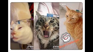 Brush Your Cat With A Damp Tooth Brush🪥Funniest compilation-----Jan.11 2020