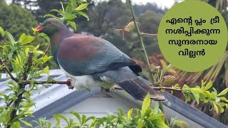 NZ Pigeon/എൻ്റെ പ്ലം  ട്രീ നശിപ്പിക്കുന്ന സുന്ദരനായ വില്ലൻ