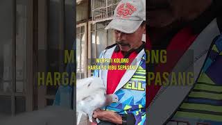 Merpati kolong, yang murah harga 50 ribu, yang bagus 200 ribu sepasang